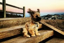 Bild von Gemalte Hunde Bilder Für Facebook bilder fürs handy