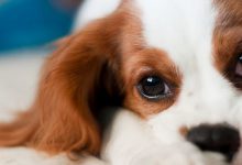 Bild von Gemalte Hunde Bilder Für Whatsapp bilder fürs handy