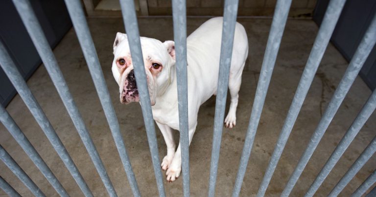 Gemalte Hunde Bilder Kostenlos