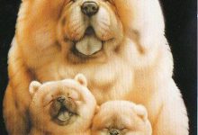 Bild von Gemalte Hunde Bilder Kostenlos Herunterladen bilder fürs handy
