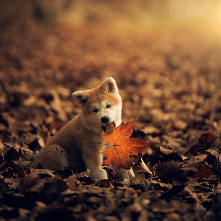 Gezeichnete Hunde Bilder