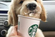 Bild von Gezeichnete Hunde Bilder Für Facebook bilder fürs handy