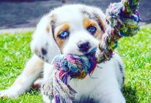 Bild von Gezeichnete Hunde Bilder Für Whatsapp bilder fürs handy