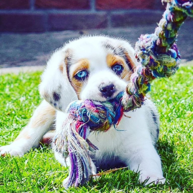 Gezeichnete Hunde Bilder Für Whatsapp