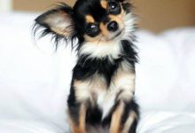 Bild von Gezeichnete Hunde Bilder Kostenlos Herunterladen bilder fürs handy
