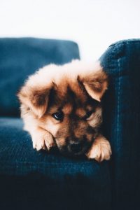 Google Bilder Hunderassen Kostenlos 200x300 - Suche Bilder Von Hunden Kostenlos