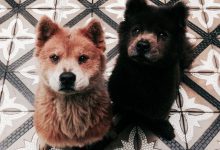 Bild von Google Hunde bilder fürs handy
