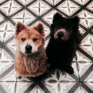 Google Hunde 300x300 - Französischer Schäferhund Bilder Kostenlos