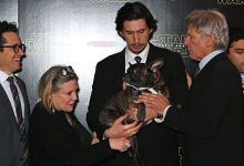 Bild von Grau Weiße Hunde bilder fürs handy