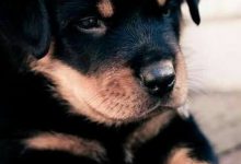 Bild von Grau Weißer Hund bilder fürs handy