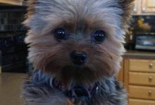 Bild von Grauer Kleiner Hund bilder fürs handy