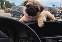 Bild von Grauer Kurzhaar Hund bilder fürs handy