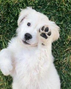 Große Hunde Bilder Für Facebook 240x300 - Kostenlose Hundebilder