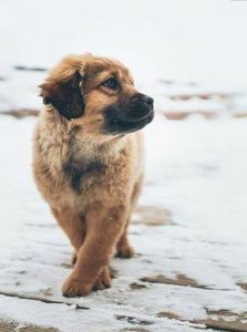 Große Hunderassen Kurzhaar 223x300 - Sibirischer Hirtenhund Bilder