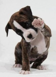 Großer Hund Rasse 221x300 - Lustige Tierbilder Hunde Für Facebook