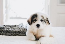 Bild von Große Hunde bilder fürs handy