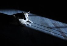 Bild von Große Hunde Bilder fürs handy