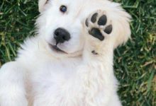 Bild von Große Hunde Bilder Für Facebook bilder fürs handy