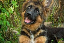 Bild von Große Hunde Bilder Für Whatsapp bilder fürs handy