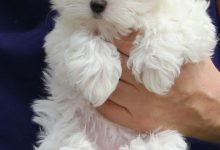 Bild von Große Hunde Bilder Kostenlos bilder fürs handy