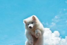 Bild von Große Hunde Bilder Kostenlos Herunterladen bilder fürs handy