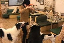 Bild von Große Hunde Kurzhaar bilder fürs handy