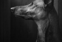 Bild von Große Hunde Langhaar bilder fürs handy