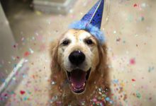 Bild von Große Schöne Hunde bilder fürs handy