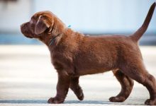 Bild von Großer Brauner Hund bilder fürs handy