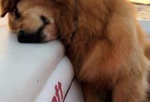 Bild von Großer Brauner Hund Rasse bilder fürs handy