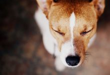 Bild von Großer Hund Mit Schlappohren bilder fürs handy