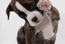 Bild von Großer Hund Rasse bilder fürs handy