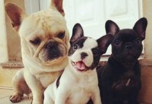 Bild von Großer Langhaar Hund bilder fürs handy