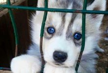 Bild von Großer Rassehund bilder fürs handy