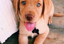 Bild von Großer Schwarzer Hund bilder fürs handy