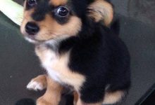 Bild von Großer Weißer Hund Rasse bilder fürs handy
