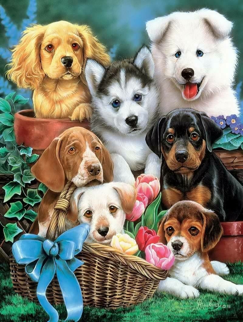 Hübsche Hunderassen - Hübsche Hunderassen