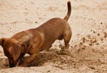 Bild von Heisser Hund bilder fürs handy