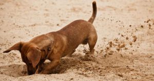Heisser Hund 300x158 - Terrier Bilder Hunderassen Für Whatsapp