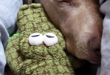 Bild von Hintergrundbilder Hundebabys bilder fürs handy
