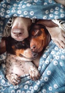 Hintergrundbilder Hundebabys Für Whatsapp 209x300 - Bilder Von Hunden Kostenlos Herunterladen
