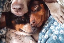 Bild von Hintergrundbilder Hundebabys Für Whatsapp bilder fürs handy