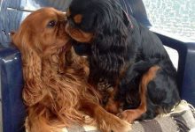 Bild von Hintergrundbilder Hundebabys Kostenlos bilder fürs handy