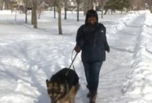Bild von Hirtenhund Groß bilder fürs handy