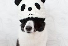Bild von Hirtenhund Rassen bilder fürs handy