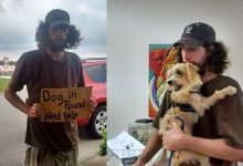 Bild von Hirtenhund Schwarz Weiß bilder fürs handy