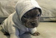 Bild von Hirtenhunde Bilder fürs handy