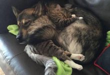 Bild von Hirtenhunde Bilder Für Facebook bilder fürs handy