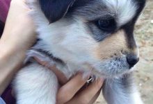 Bild von Hirtenhunde Bilder Für Whatsapp bilder fürs handy