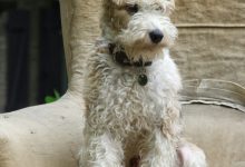 Bild von Hirtenhunde Bilder Kostenlos Herunterladen bilder fürs handy